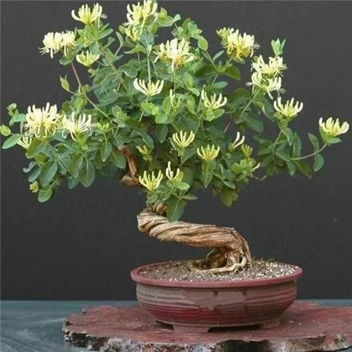 易打理好成活的花卉盆栽，懶人都可以養