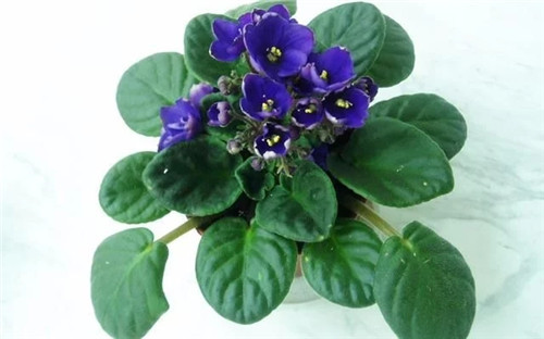 養(yǎng)這些花卉讓家里色彩斑斕，超級漂亮