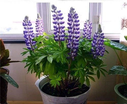 養(yǎng)這些花卉讓家里色彩斑斕，超級漂亮