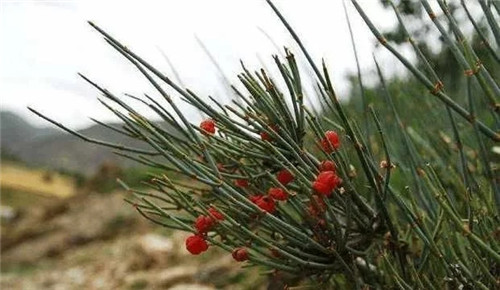 生長在農(nóng)村的這種野生植物藥用價值很高