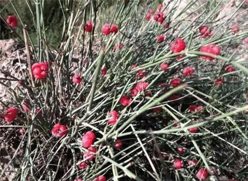 生長在農(nóng)村的這種野生植物藥用價值很高