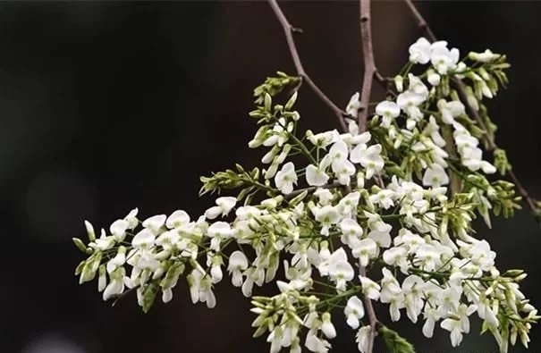 優(yōu)良經(jīng)濟(jì)樹種黃檀的栽培技術(shù)