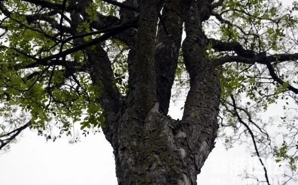優(yōu)良經(jīng)濟(jì)樹種黃檀的栽培技術(shù)