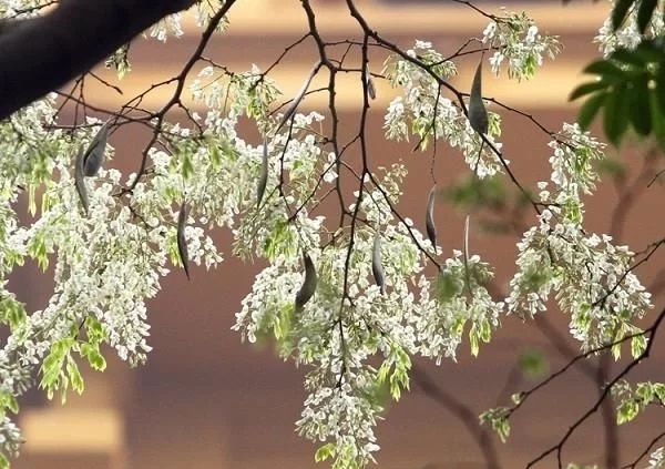 優(yōu)良經(jīng)濟(jì)樹種黃檀的栽培技術(shù)