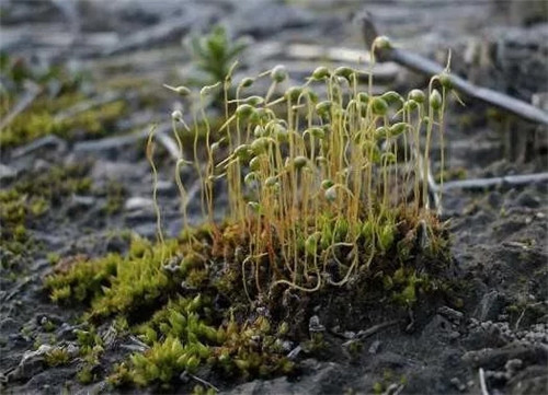 農(nóng)村這種非常矮小的植物，價(jià)格很珍貴