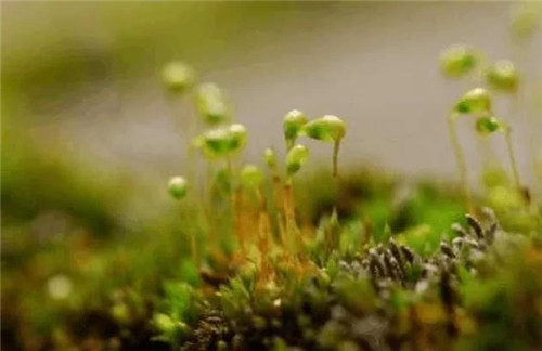 農(nóng)村這種非常矮小的植物，價(jià)格很珍貴