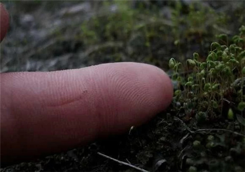 農(nóng)村這種非常矮小的植物，價(jià)格很珍貴
