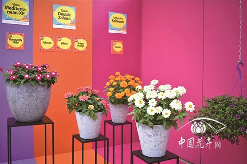2018歐洲花卉新品展示會延續(xù)強(qiáng)勢