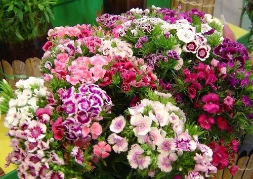 插花入門篇｜小白選手從認(rèn)識(shí)常見花材開始