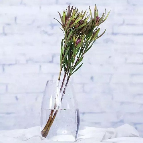 插花入門篇｜小白選手從認(rèn)識(shí)常見花材開始