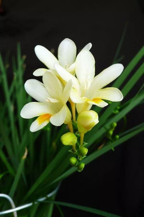 插花入門篇｜小白選手從認(rèn)識(shí)常見花材開始