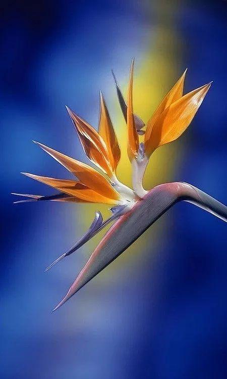 插花入門篇｜小白選手從認(rèn)識(shí)常見花材開始