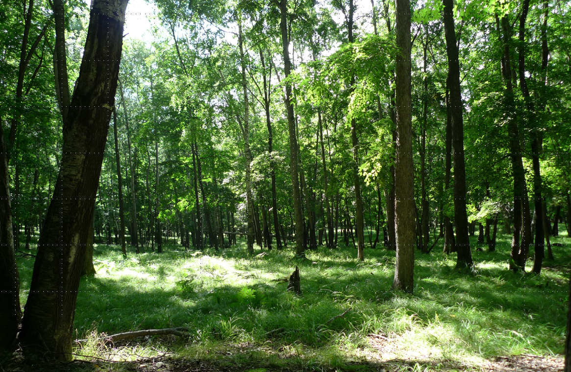 許大為：突破與演變——新理念下的公園城市建設(shè)