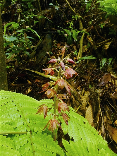 云南：黃連山保護區(qū)發(fā)現(xiàn)4種新植物