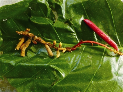 云南：黃連山保護區(qū)發(fā)現(xiàn)4種新植物