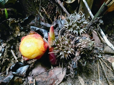云南：黃連山保護區(qū)發(fā)現(xiàn)4種新植物
