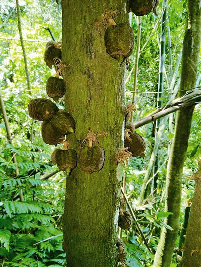 云南：黃連山保護區(qū)發(fā)現(xiàn)4種新植物