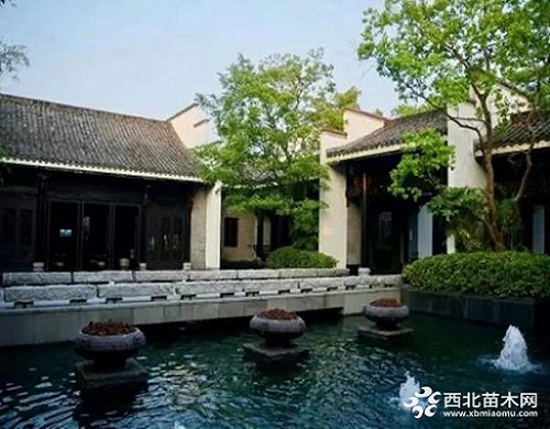 走進中式庭院，帶你領略苗木之美