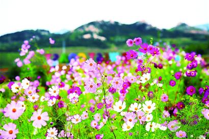 高原格?；ā【`放西海岸