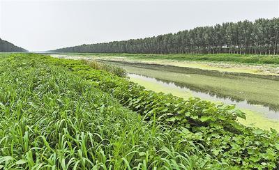 生態(tài)修復(fù)范例：雄安昔日污水溝變身生態(tài)廊道