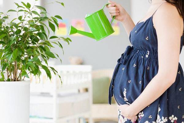 家里有孕婦 這些植物千萬不要室內(nèi)養(yǎng)殖