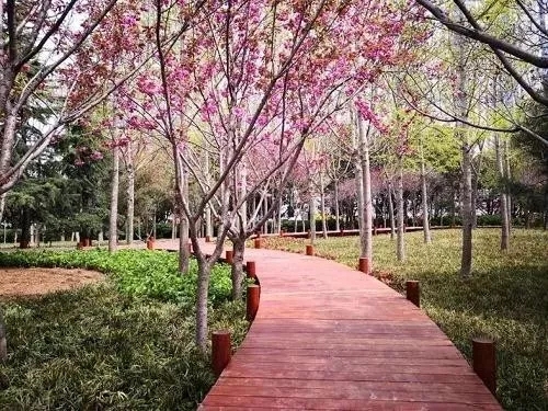 園冶杯專業獎：青島市普寧路游園景觀工程
