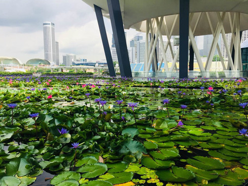引領城市未來，中國“公園城市”建設前路美好