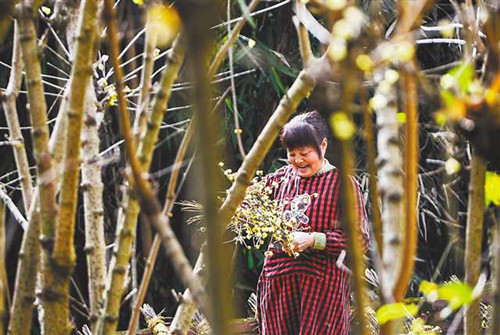 重慶：一朵蠟梅花 創收6億元