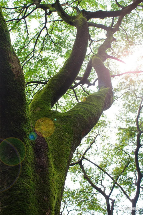 林城山水中，享一份寧靜——廣東中山國家森林公園
