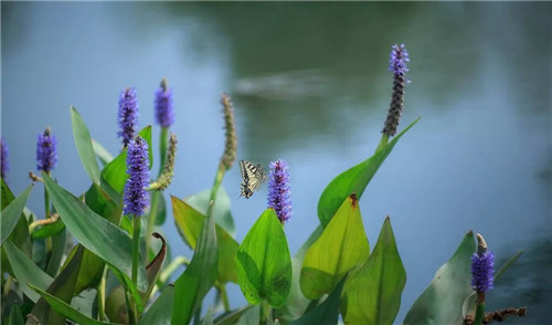 超低造價(jià)的生態(tài)景觀 | 秦嶺國(guó)家植物園人工濕地