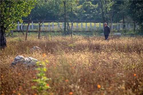 超低造價(jià)的生態(tài)景觀 | 秦嶺國(guó)家植物園人工濕地