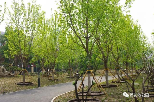 北京蓮花池公園：科技打造“城市森林”