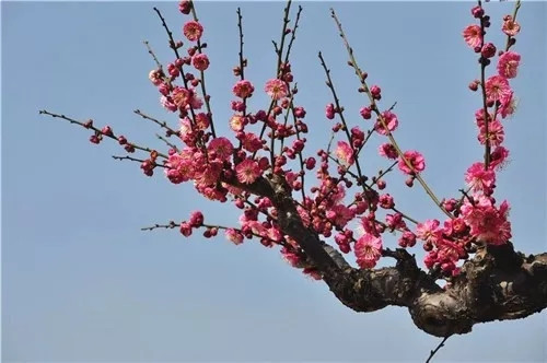 這一次，牡丹能當上中國的國花嗎？
