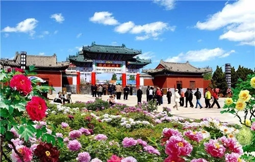 這一次，牡丹能當上中國的國花嗎？