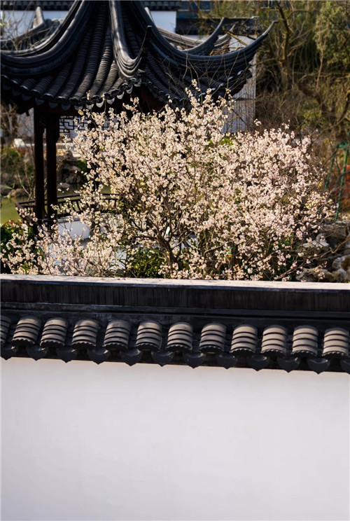 2019園冶杯專(zhuān)業(yè)獎(jiǎng)丨蘇州張家港建發(fā)?泱譽(yù)