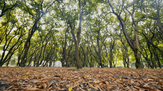 我把名字寫在了時(shí)間里丨華潤置地 西園悅府