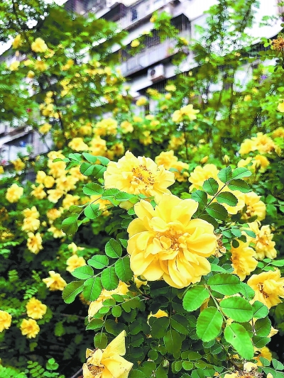 北京公布161種耐旱明星植物 