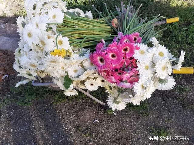 大量國際花展取消，眾多國家花企深陷困境