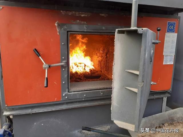 大量國際花展取消，眾多國家花企深陷困境