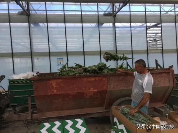 大量國際花展取消，眾多國家花企深陷困境