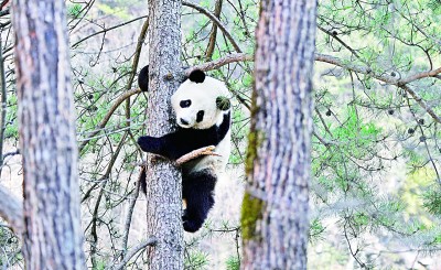 楊銳：在秦巴山脈構建國家公園