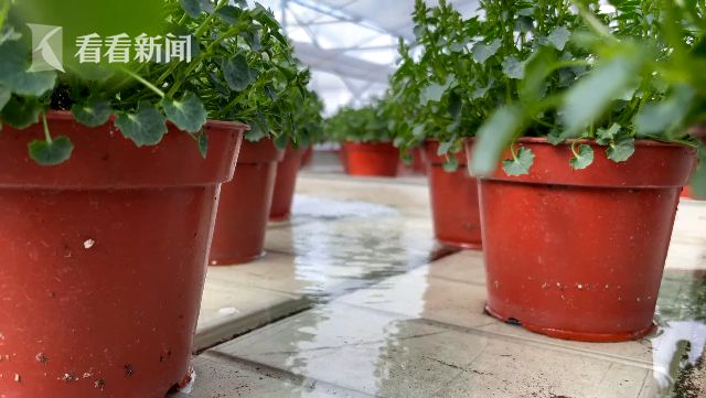 花博會：花卉進入育苗期 靜待五月齊綻放