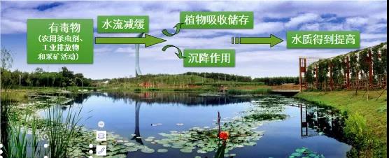 鮑達(dá)明：加強(qiáng)濕地保護(hù)，促進(jìn)綠色發(fā)展