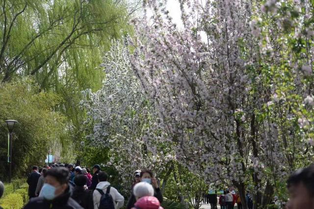 北京：元大都海棠花節(jié)啟動 28種海棠競相開放