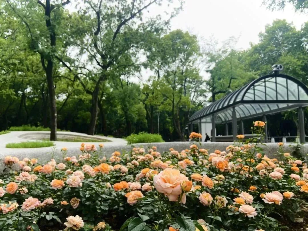 上海中山公園免費向游客送出數(shù)百盆月季花