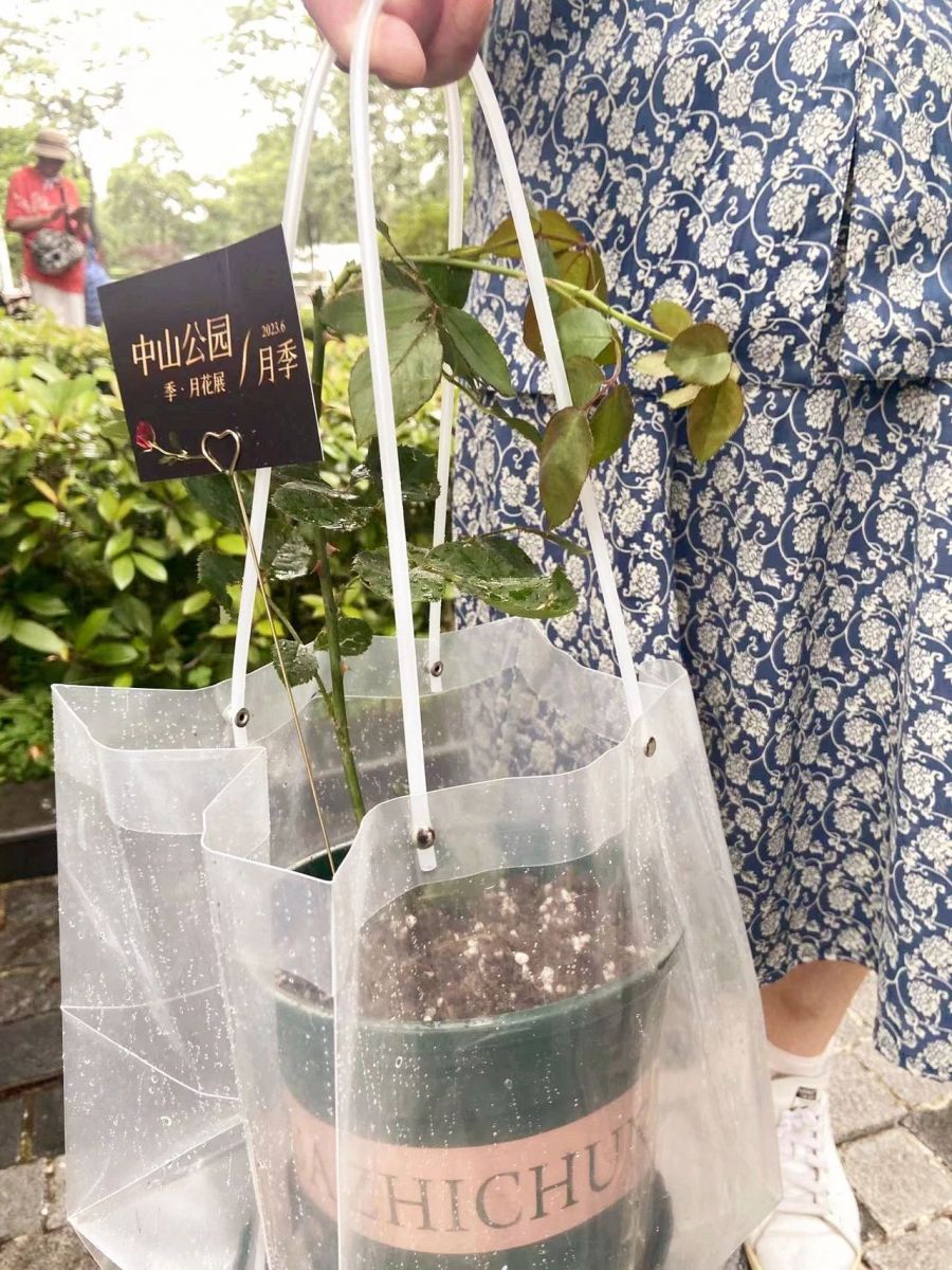 上海中山公園免費向游客送出數(shù)百盆月季花