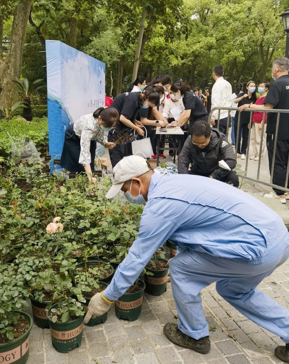上海中山公園免費向游客送出數(shù)百盆月季花