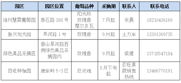 海淀葡萄：時(shí)光里的酸甜味道