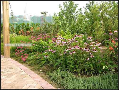 某公園的花境設(shè)計(jì)