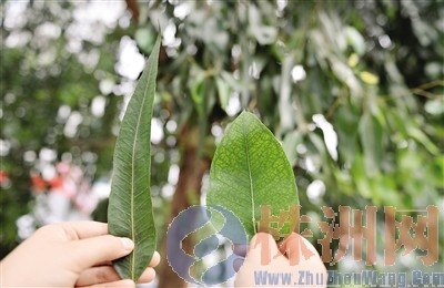 位于嵩山路上的赤桉樹上長了兩種葉子，實(shí)屬罕見